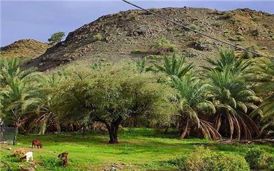 روستای کوهشاه ریگان نگینی در دل کویر